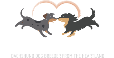 Jojo's Doxies Logo