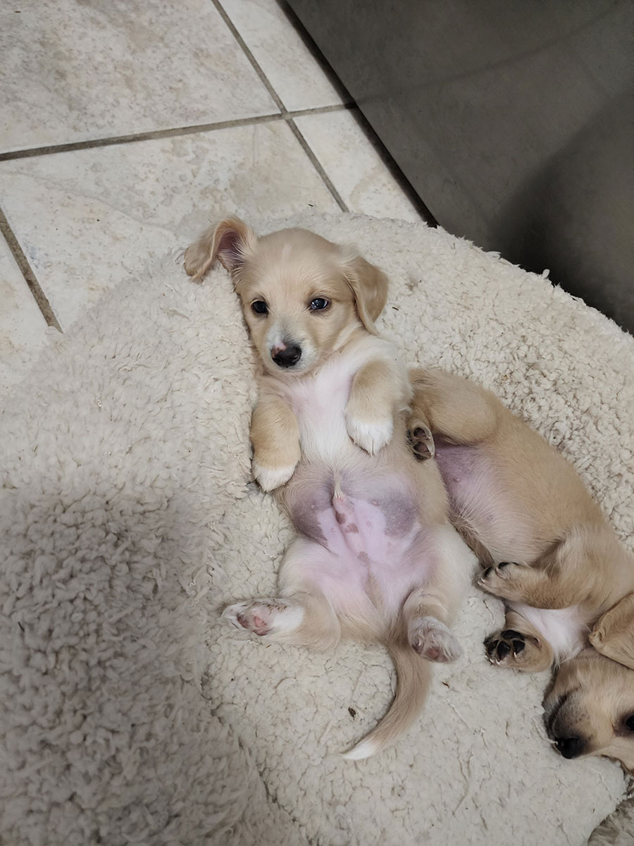Cream colored dachshund puppy