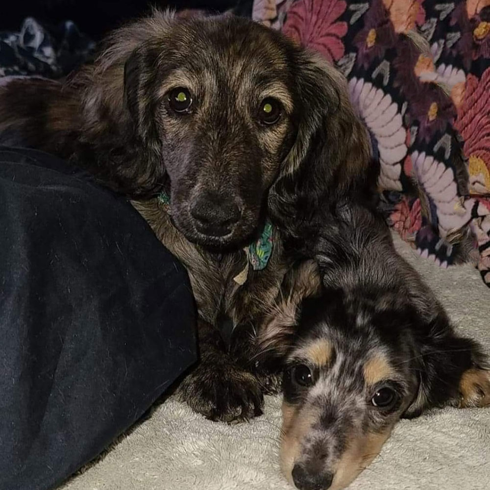 Two dachshunds