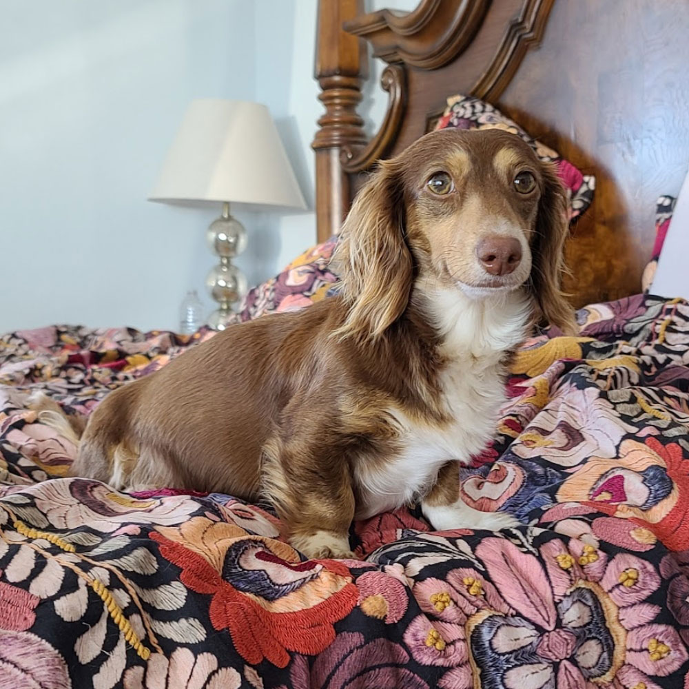 Chocolate and cream pie dachshund