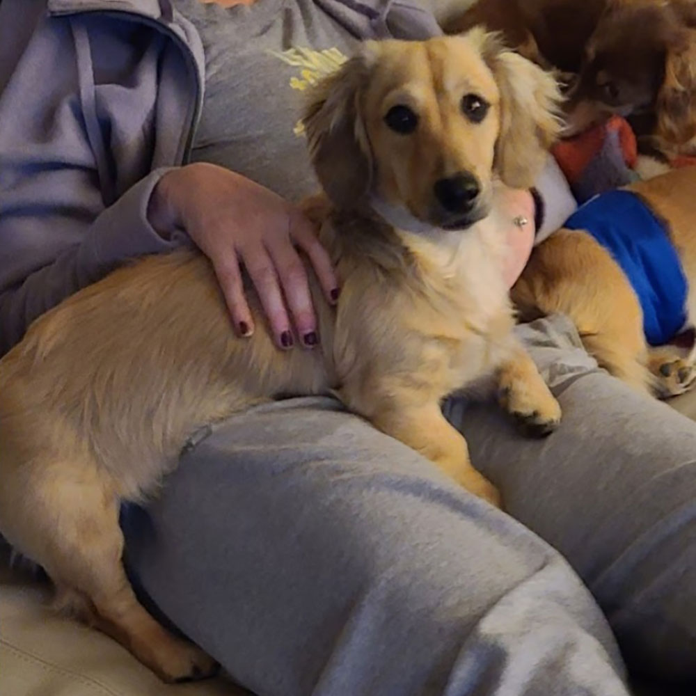 Shaded cream dachshund