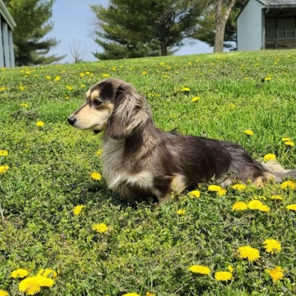 Dachshund outside