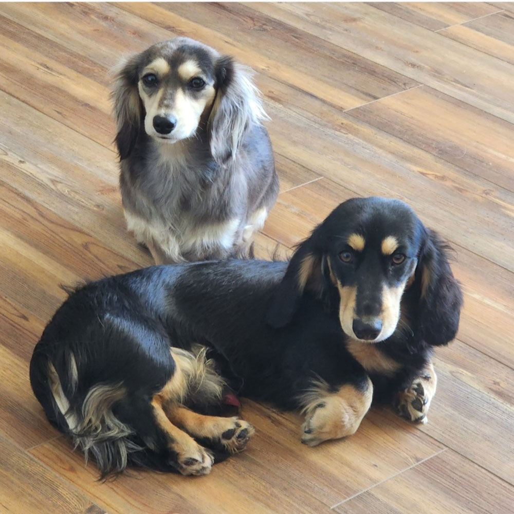 Two dachshunds