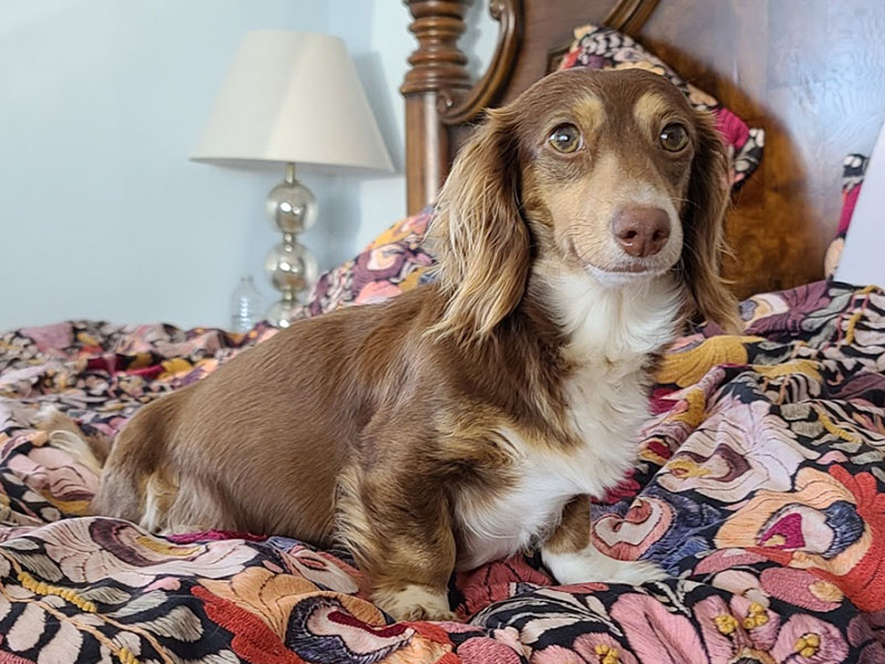 Chocolate and cream pie dachshund