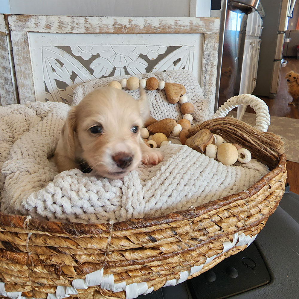 Cream pie dachshund puppy