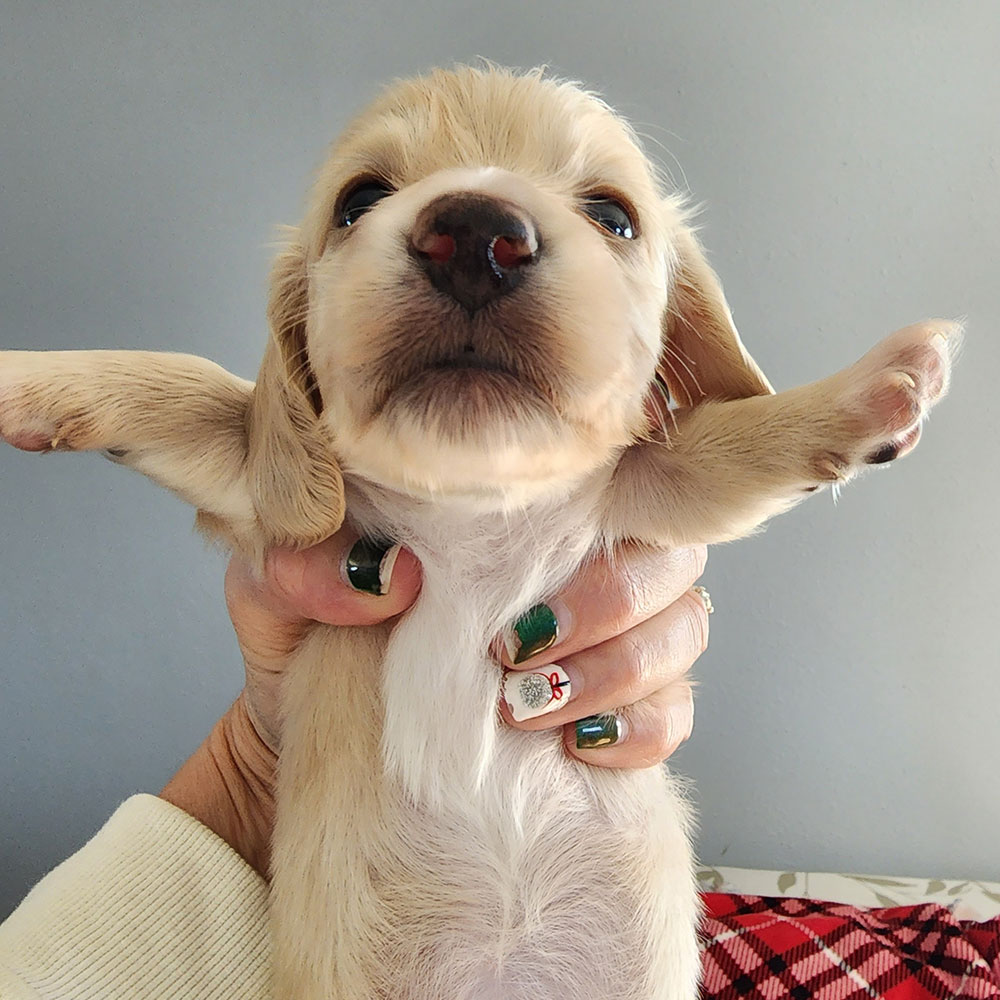 Cream pie dachshund puppy