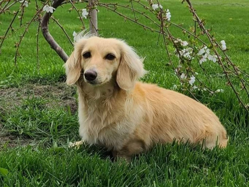 Cream color dachshund