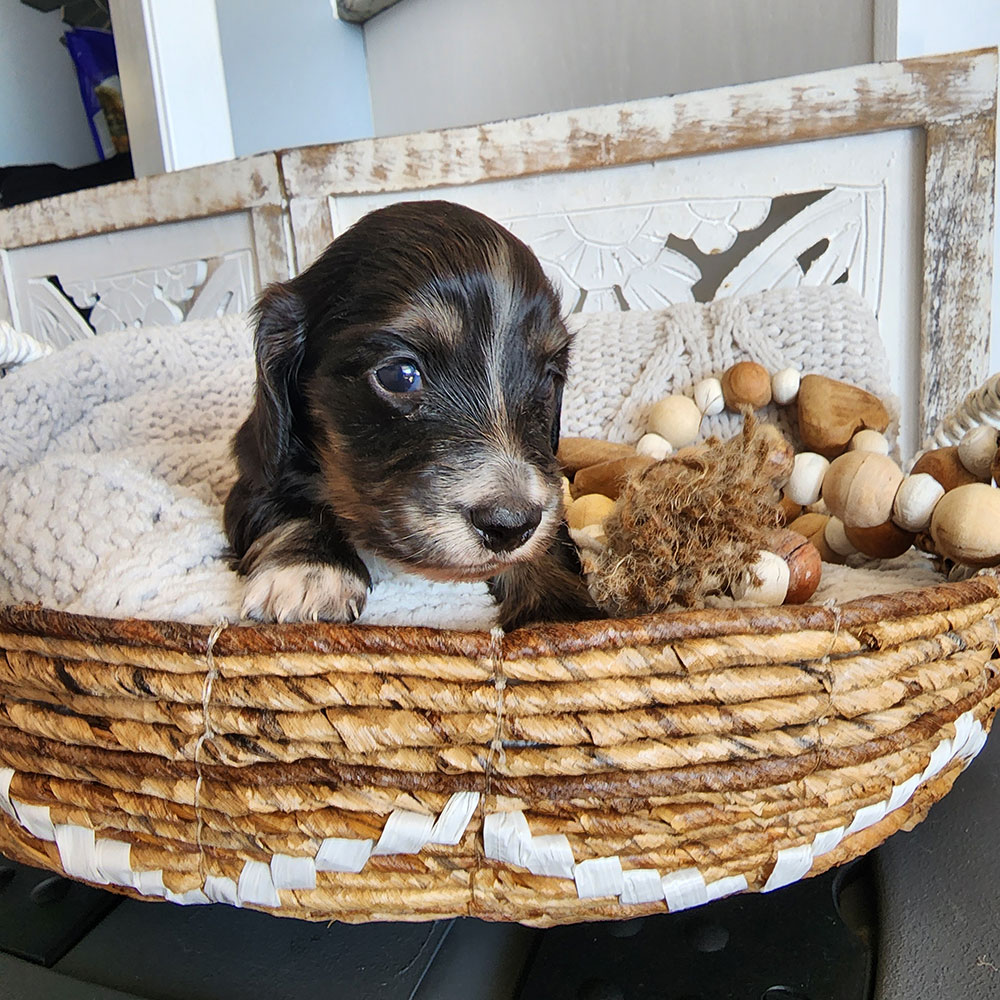 Black & cream pie dachshund puppy