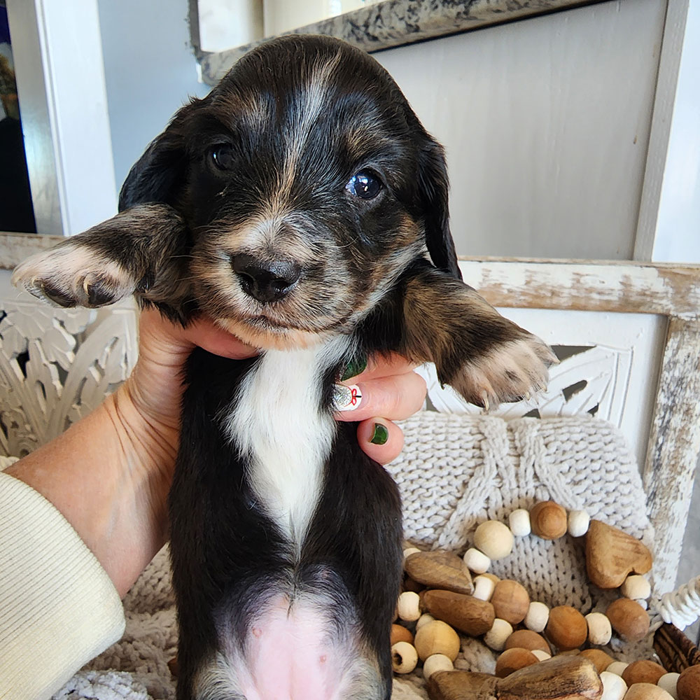 Black & cream pie dachshund puppy