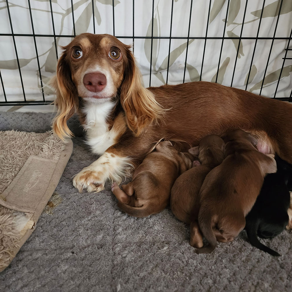 Dachshund and her puppies