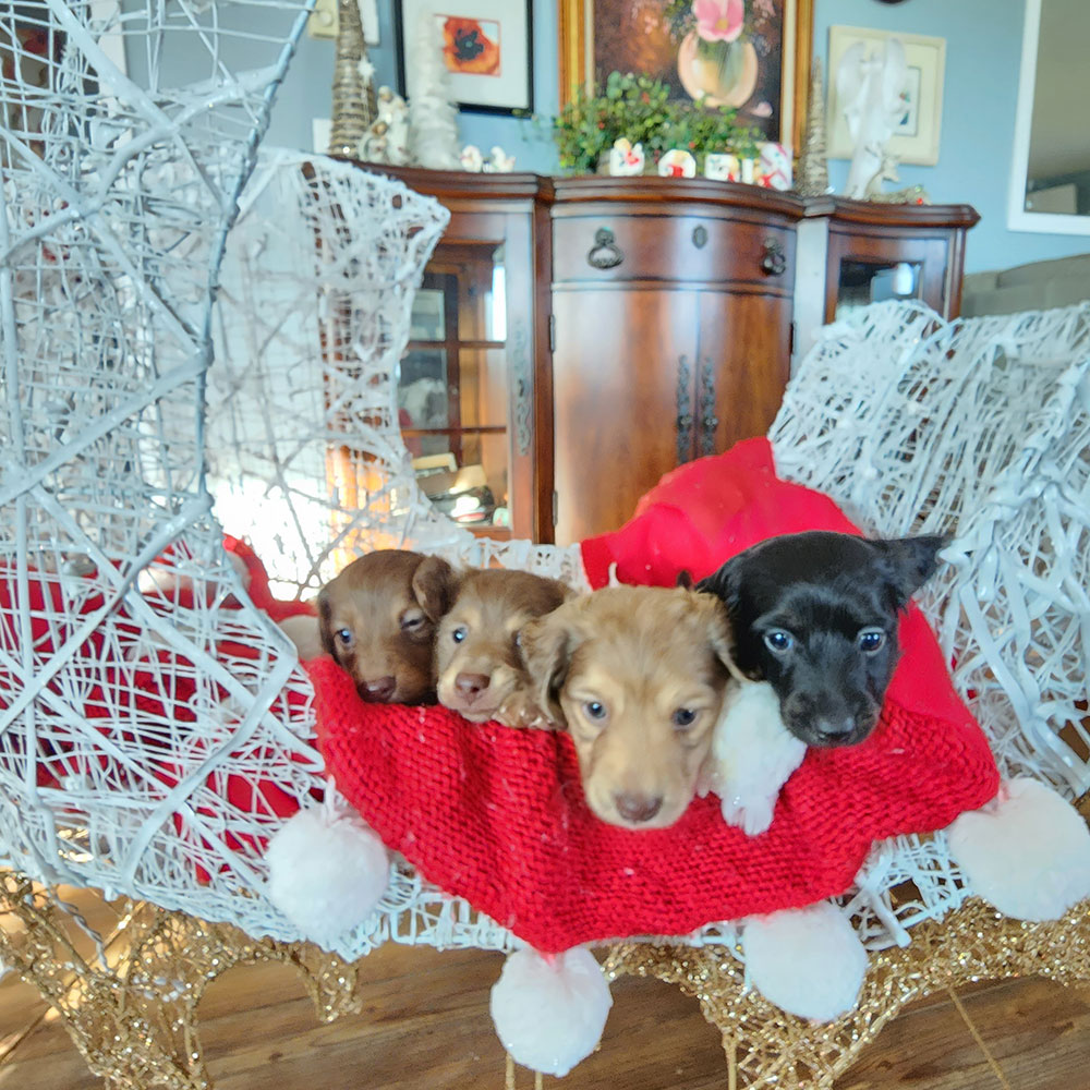 Dachshund puppies