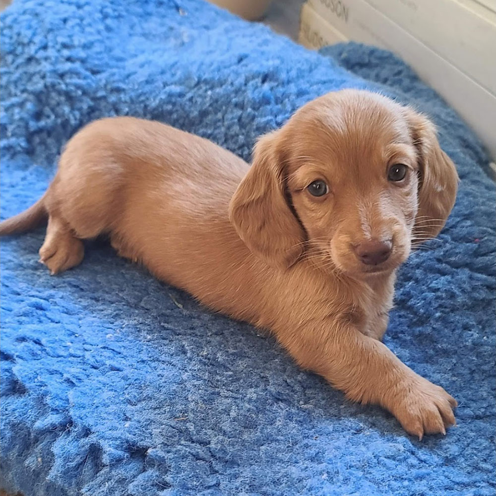 Dachshund puppy on a blue blanket