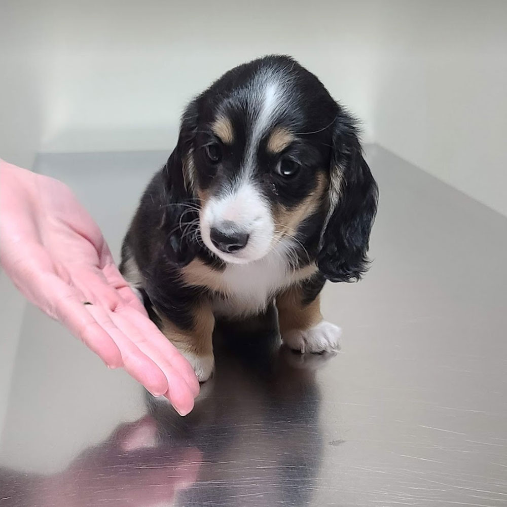 Dachshund puppy at the vet