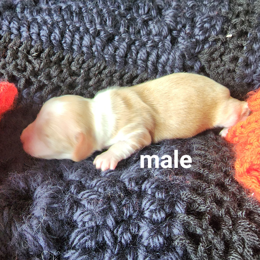 Six day old dachshund puppy