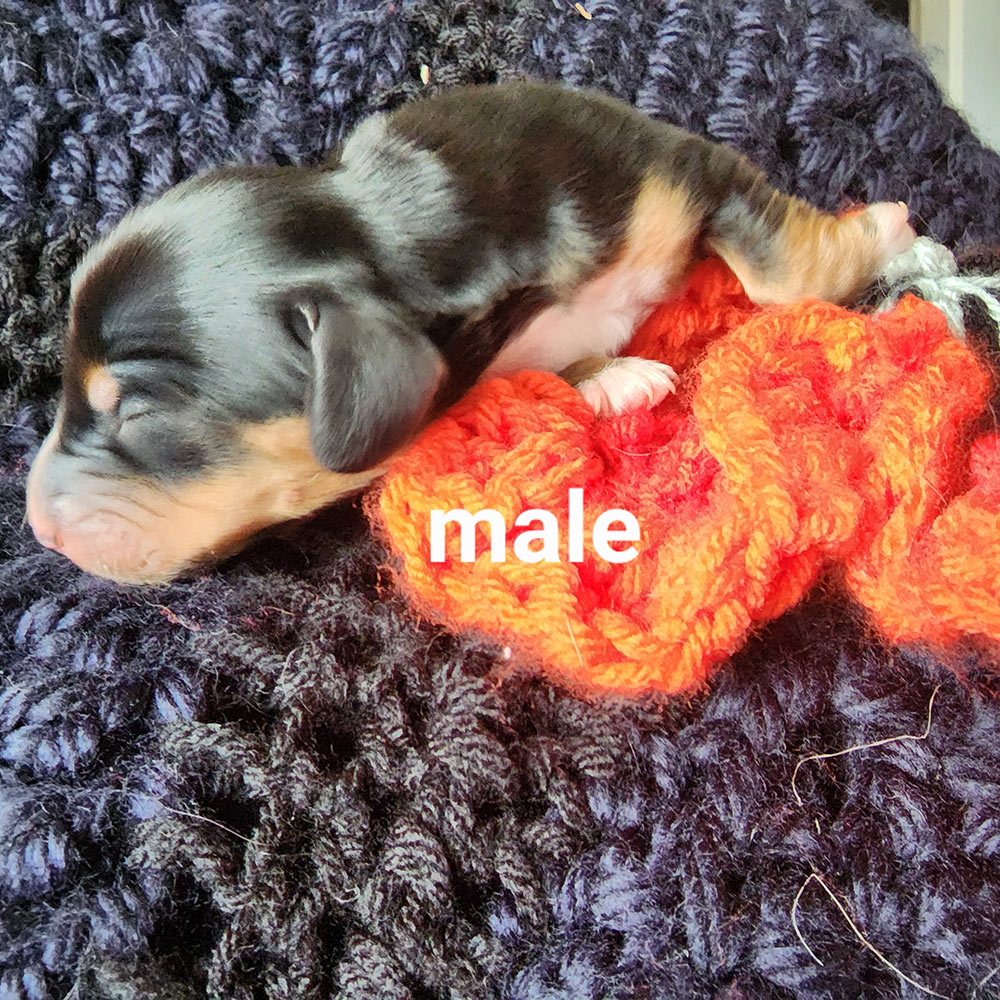 Six day old dachshund puppy