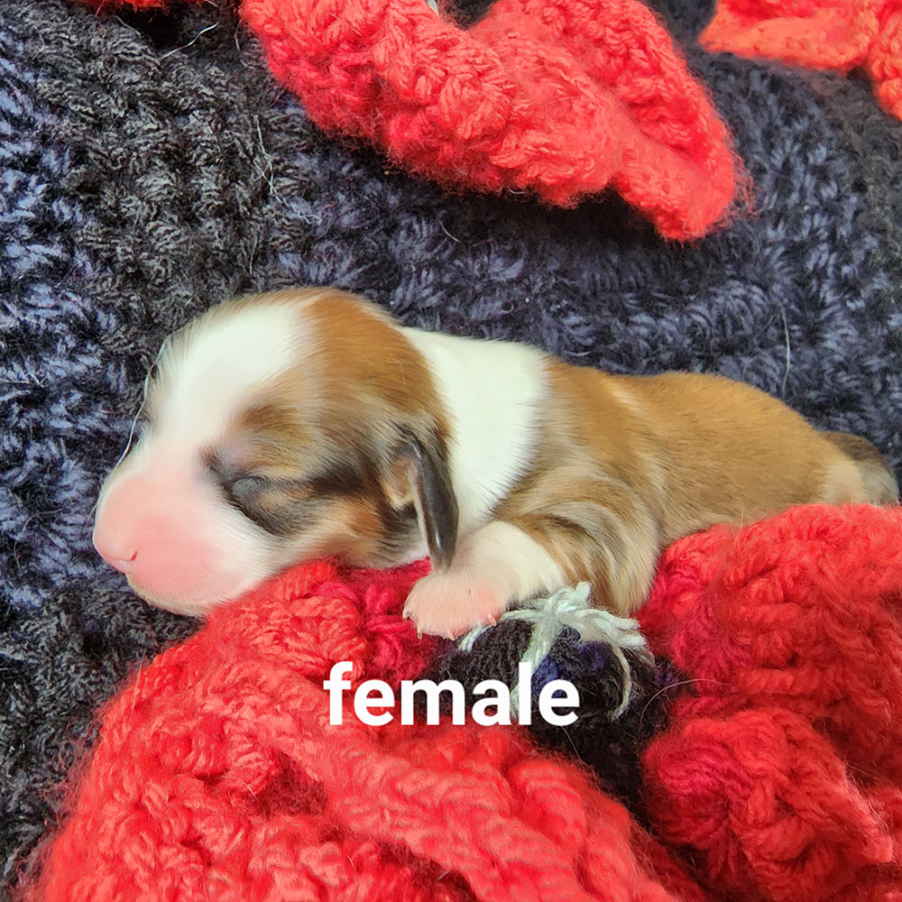 Six day old dachshund puppy