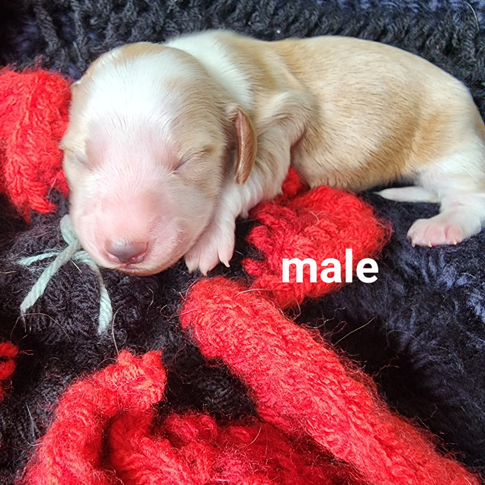 Six day old dachshund puppy