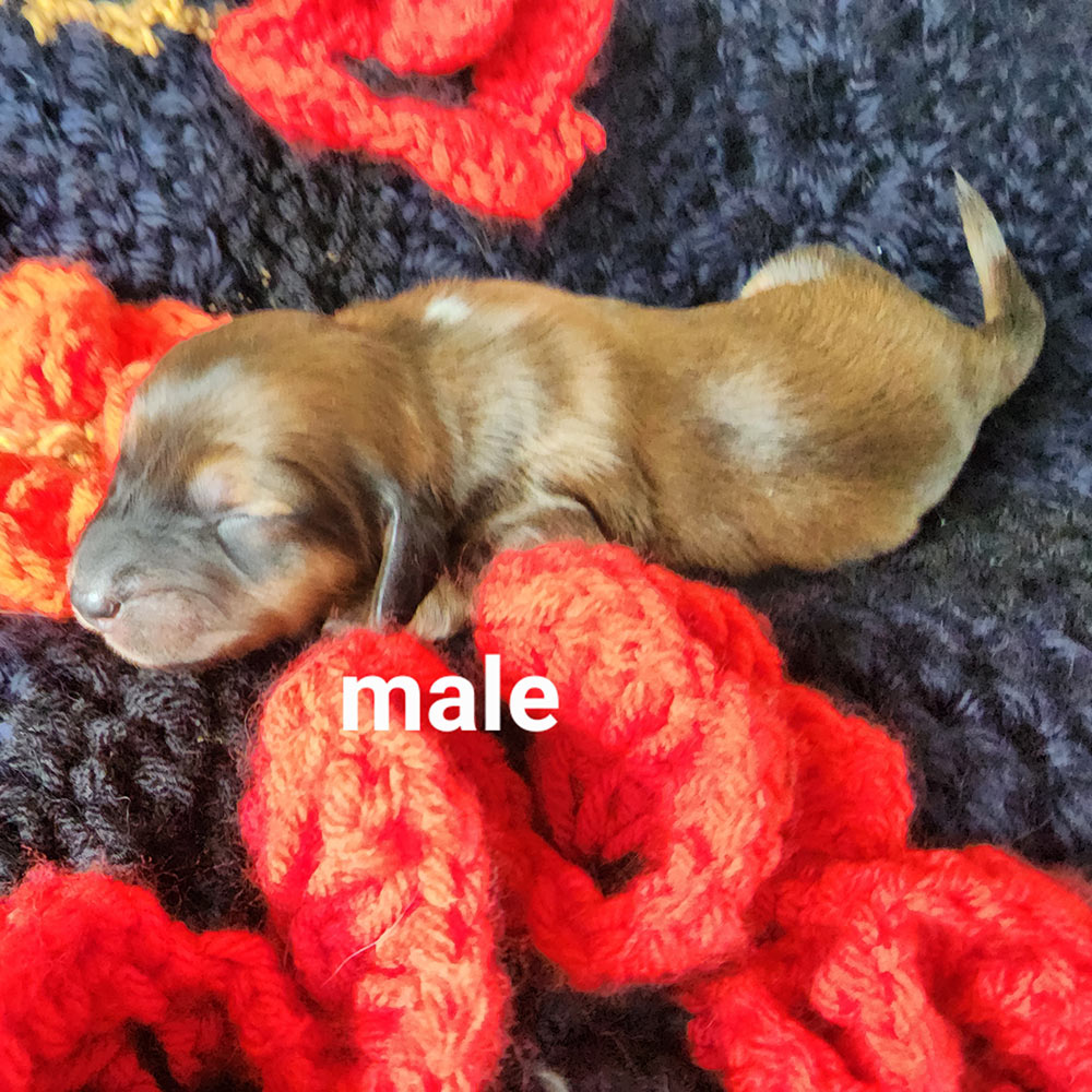 Six day old dachshund puppy