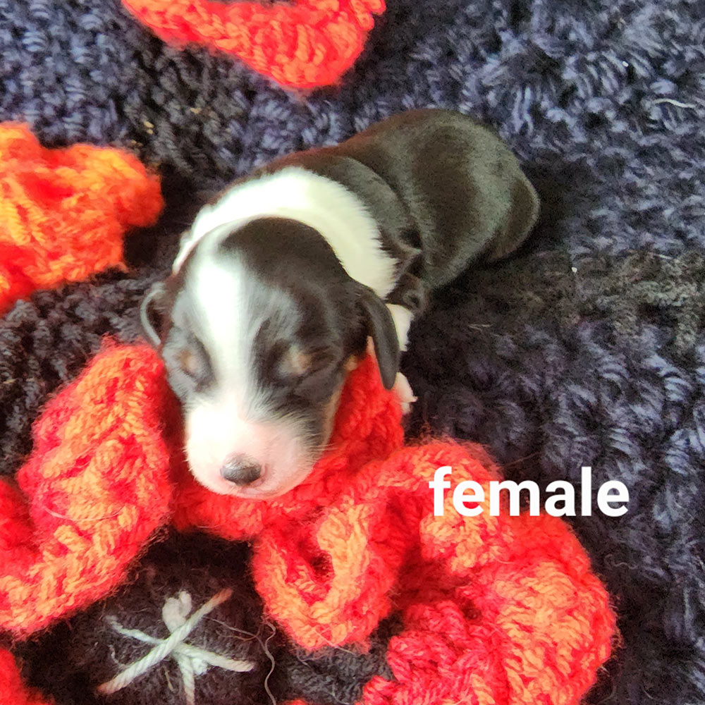 Six day old dachshund puppy