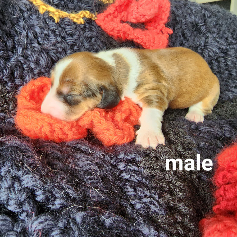 Six day old dachshund puppy