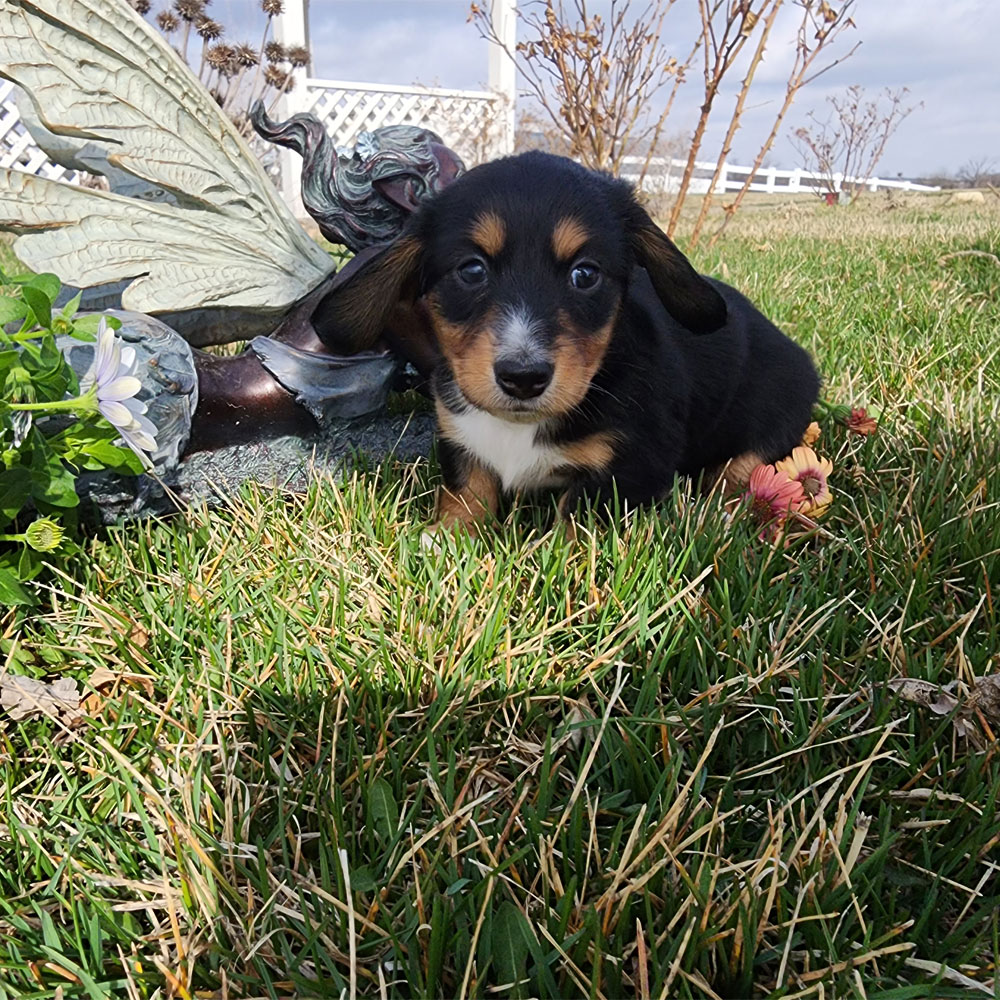 Dachshund puppy in the grass