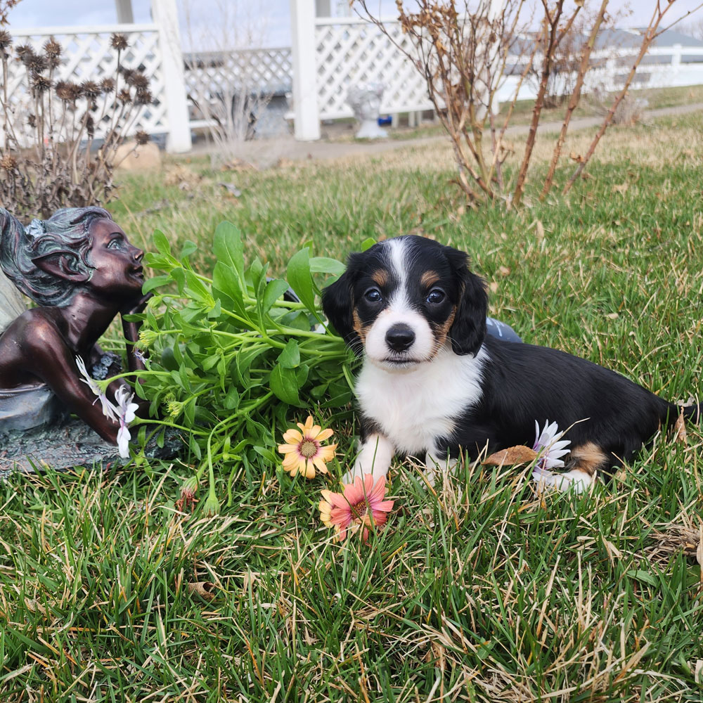 Dachshund puppy in the grass