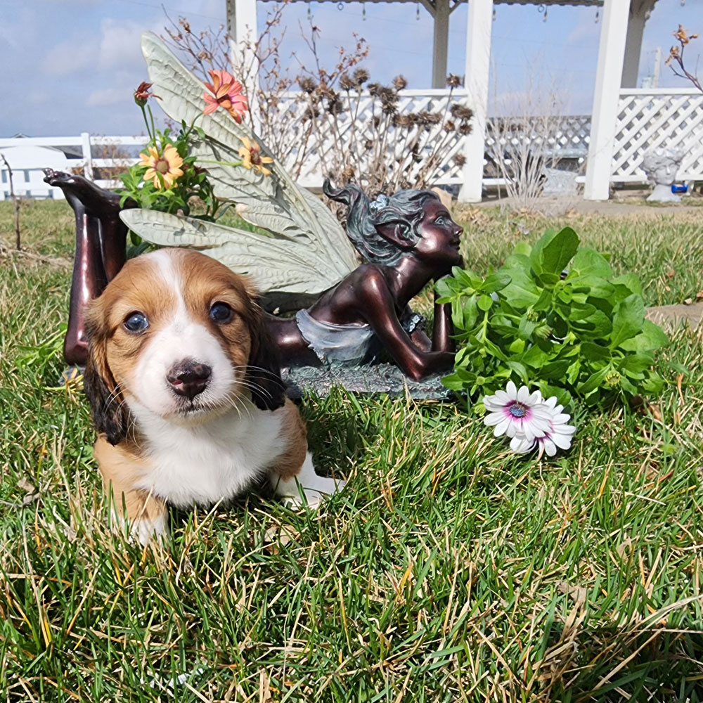 Dachshund puppy in the grass