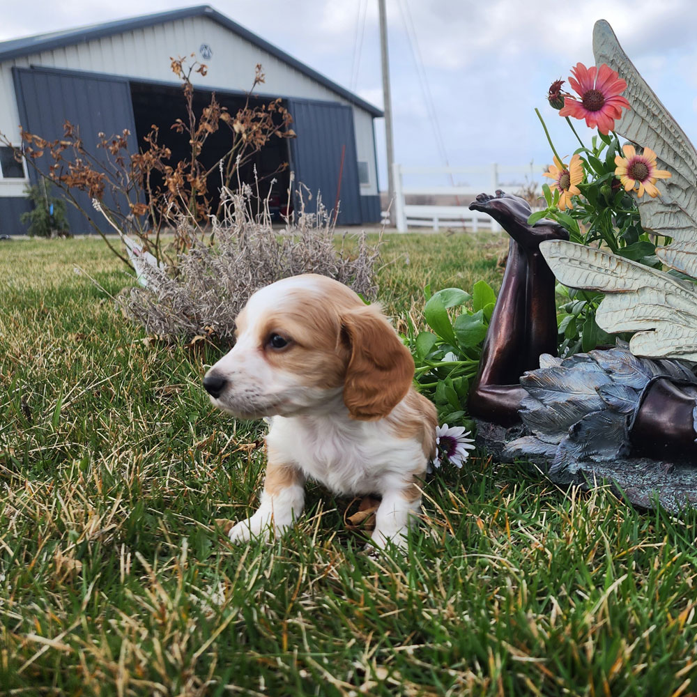 Dachshund puppy in the grass