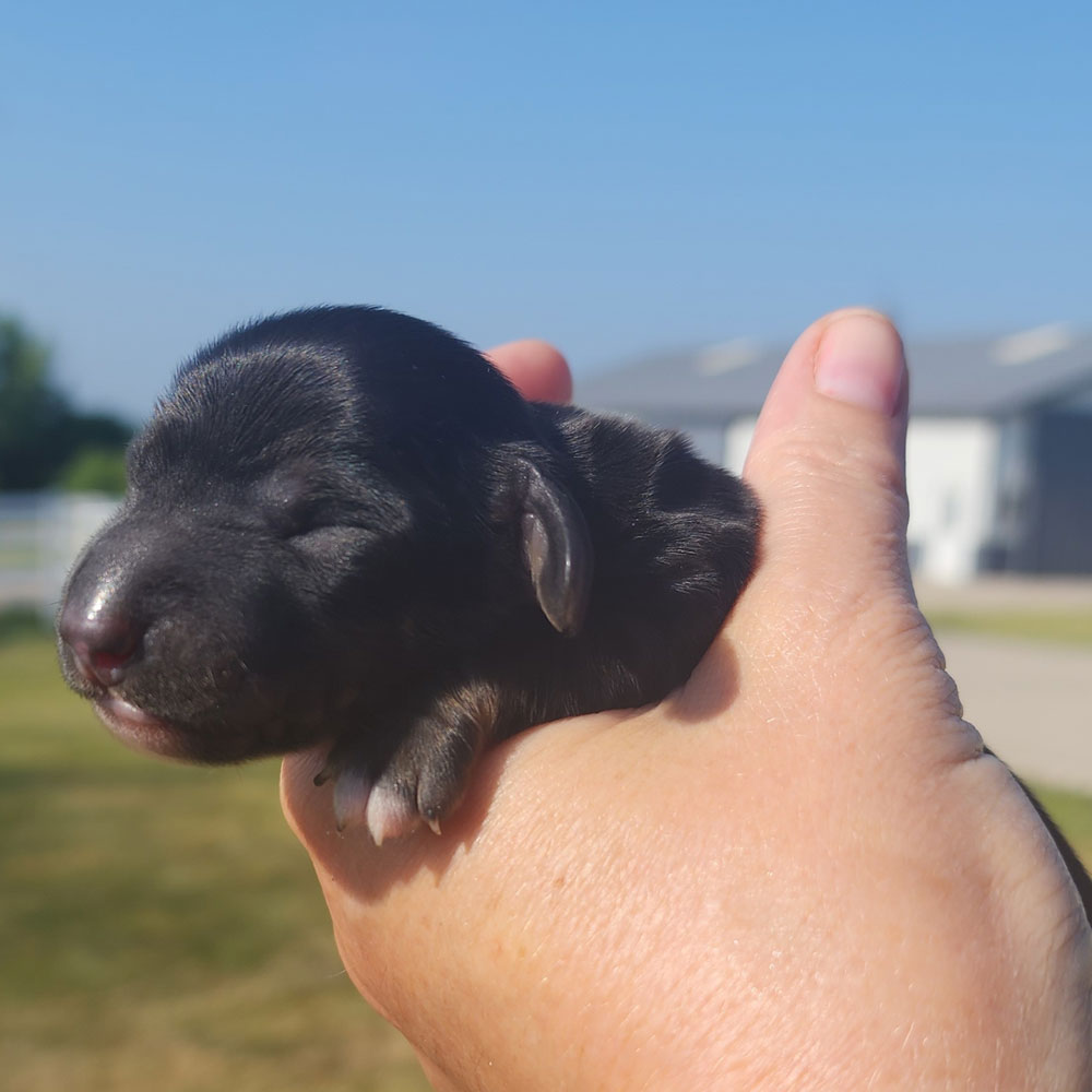 dachshund puppy