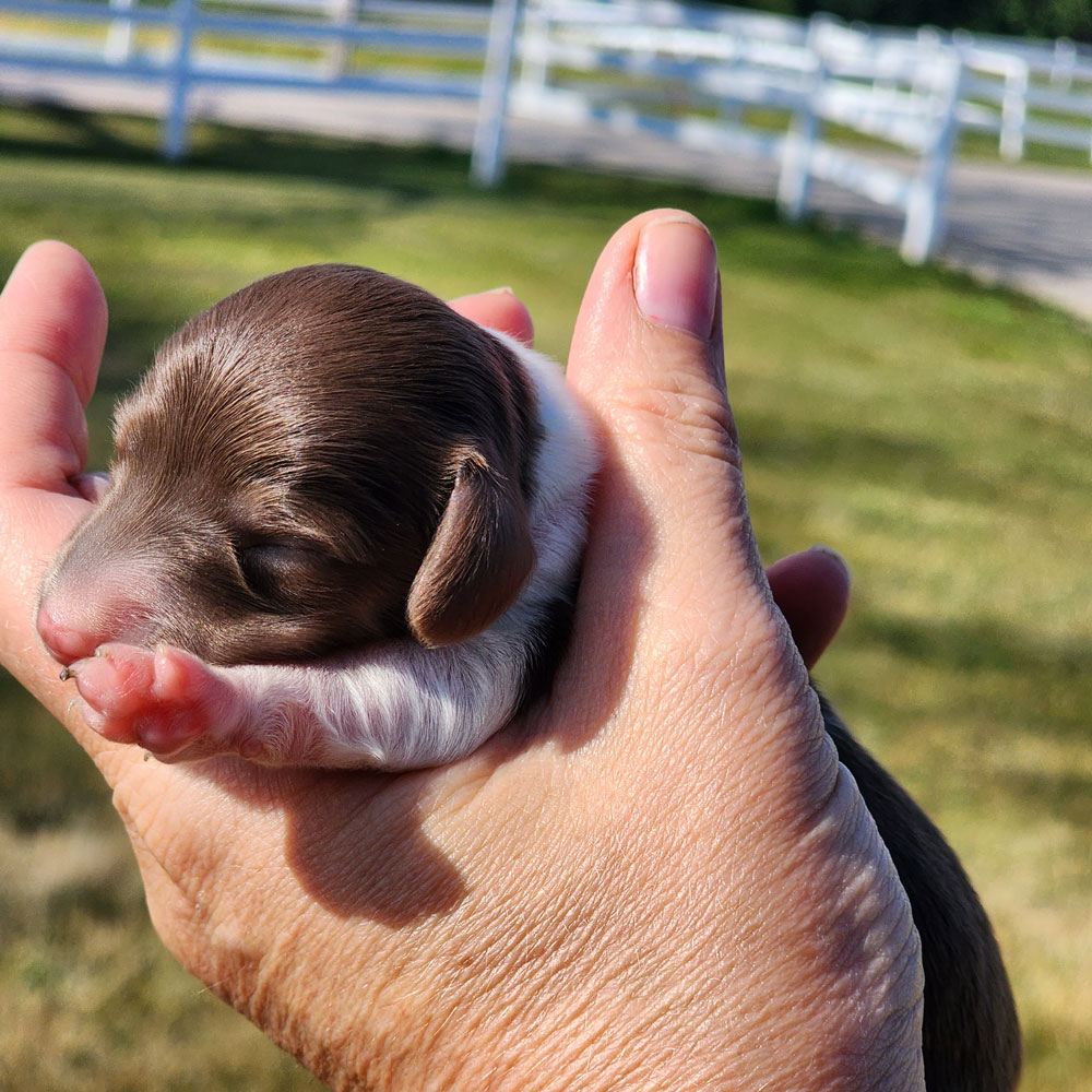 dachshund puppy