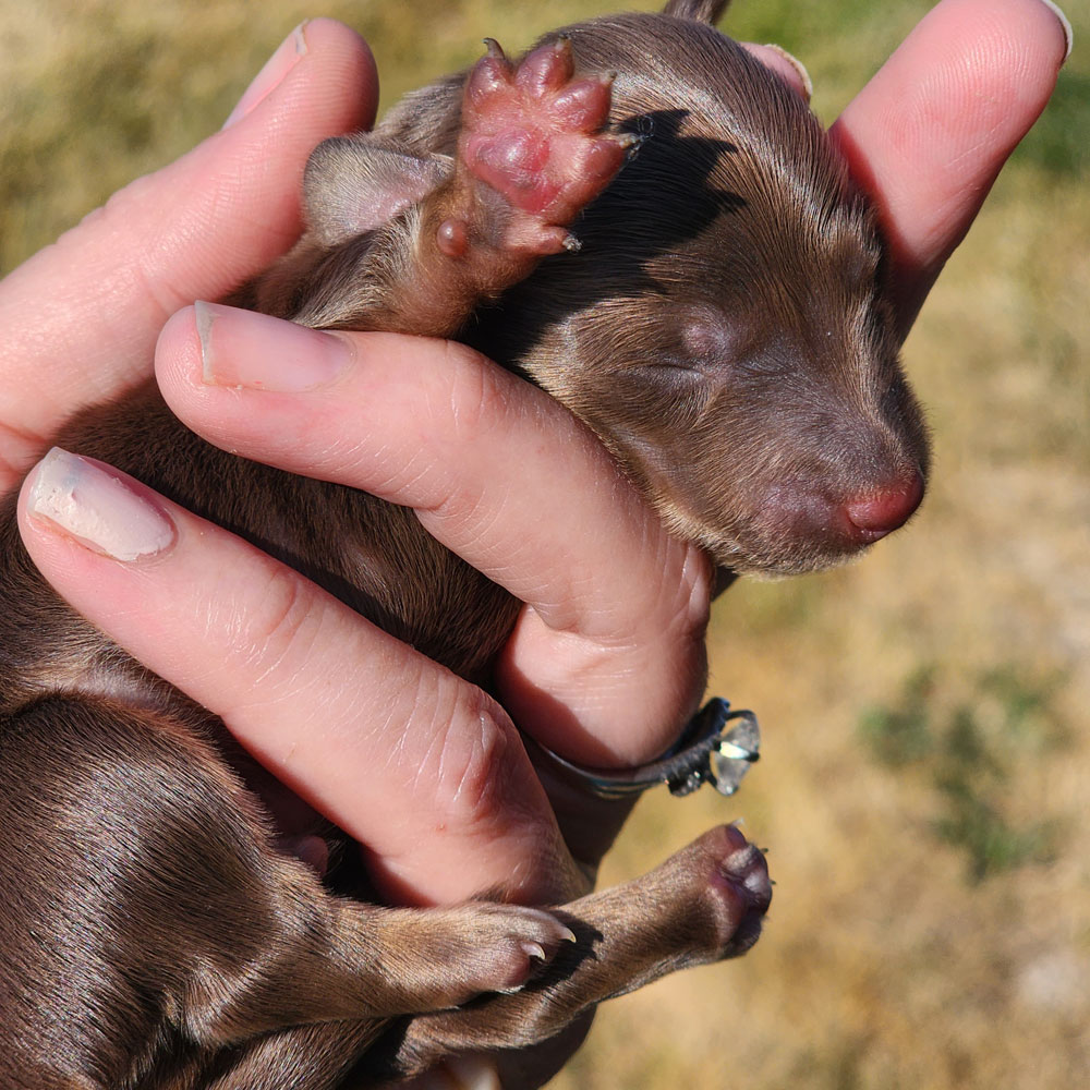 dachshund puppy