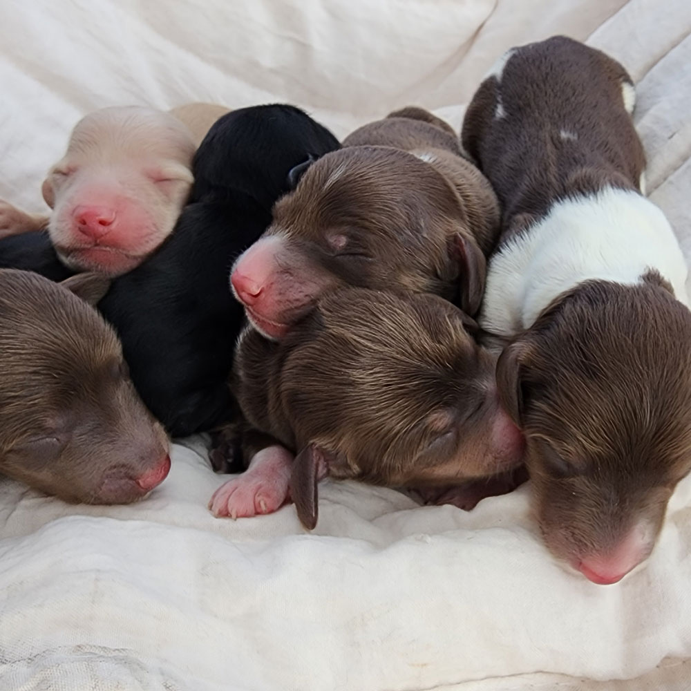 Harlow's new litter of doxies