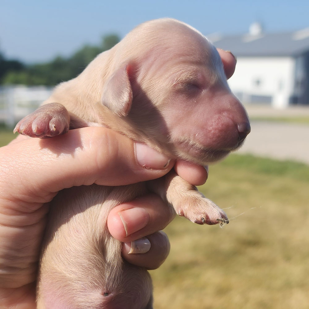 dachshund puppy