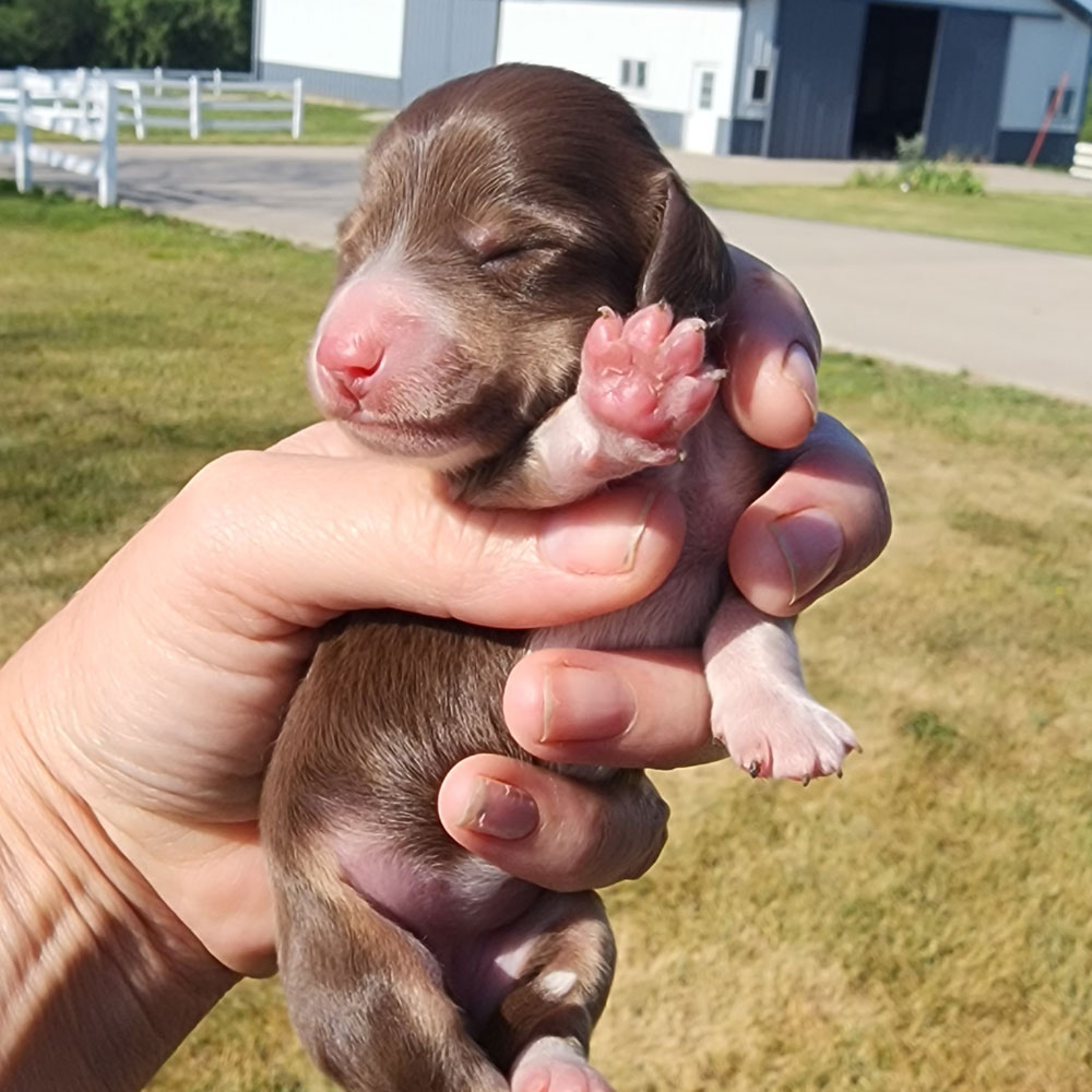 dachshund puppy