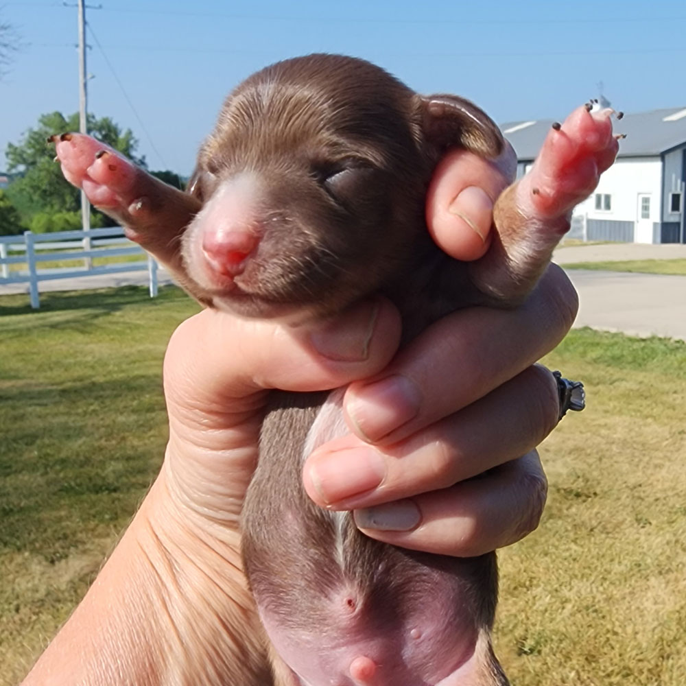 dachshund puppy