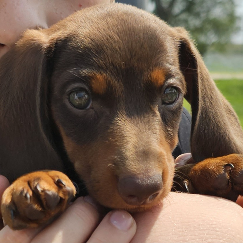 puppy closeup