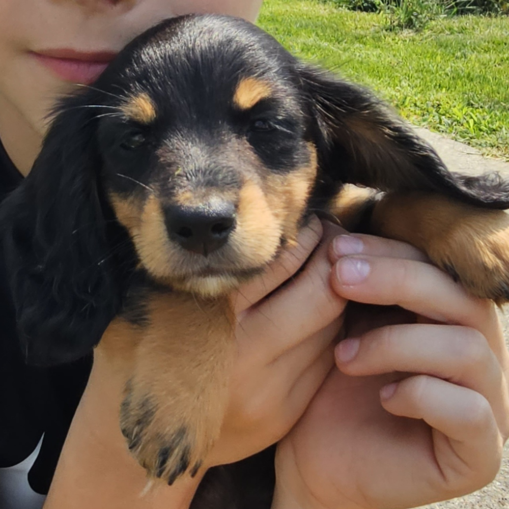 puppy closeup