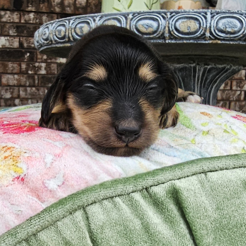 doxie puppy