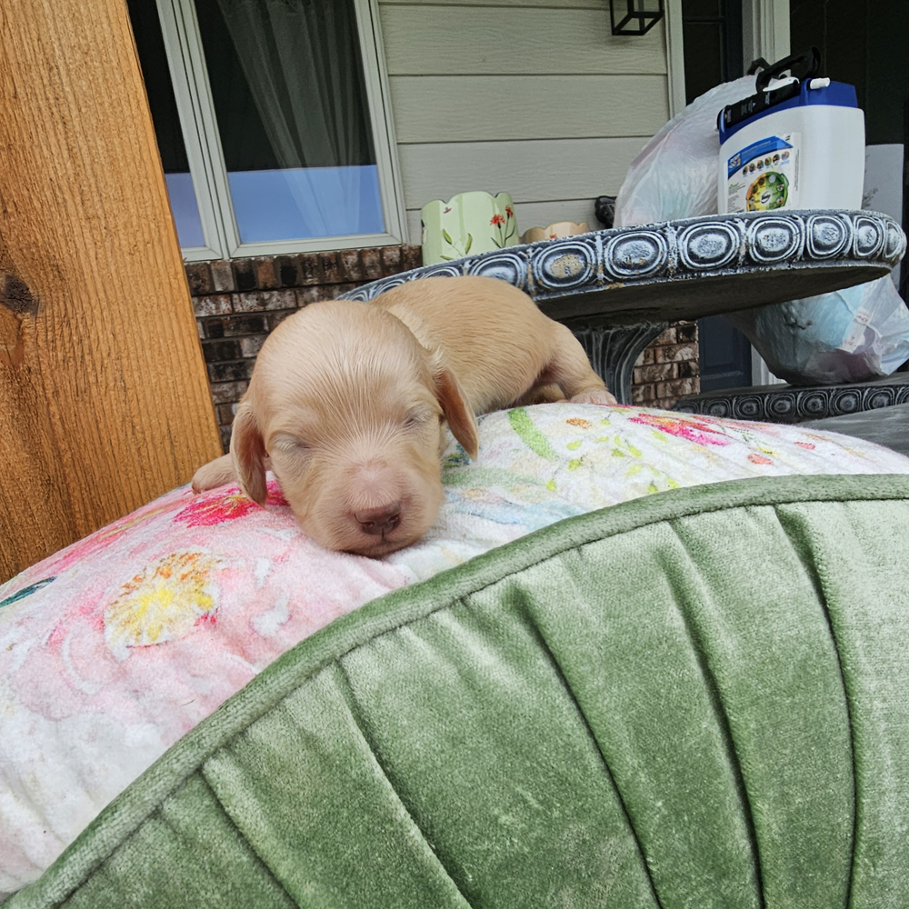 doxie puppy