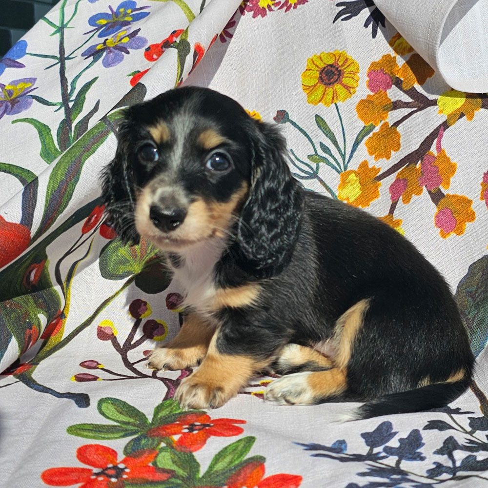 doxie puppy