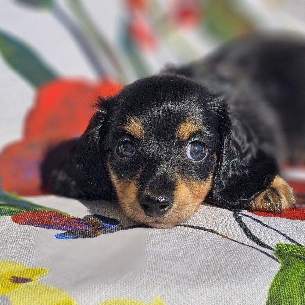 doxie puppy