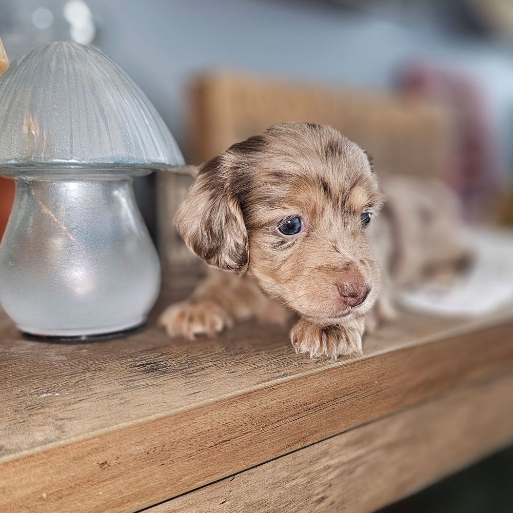 doxie puppy sitting on dresser