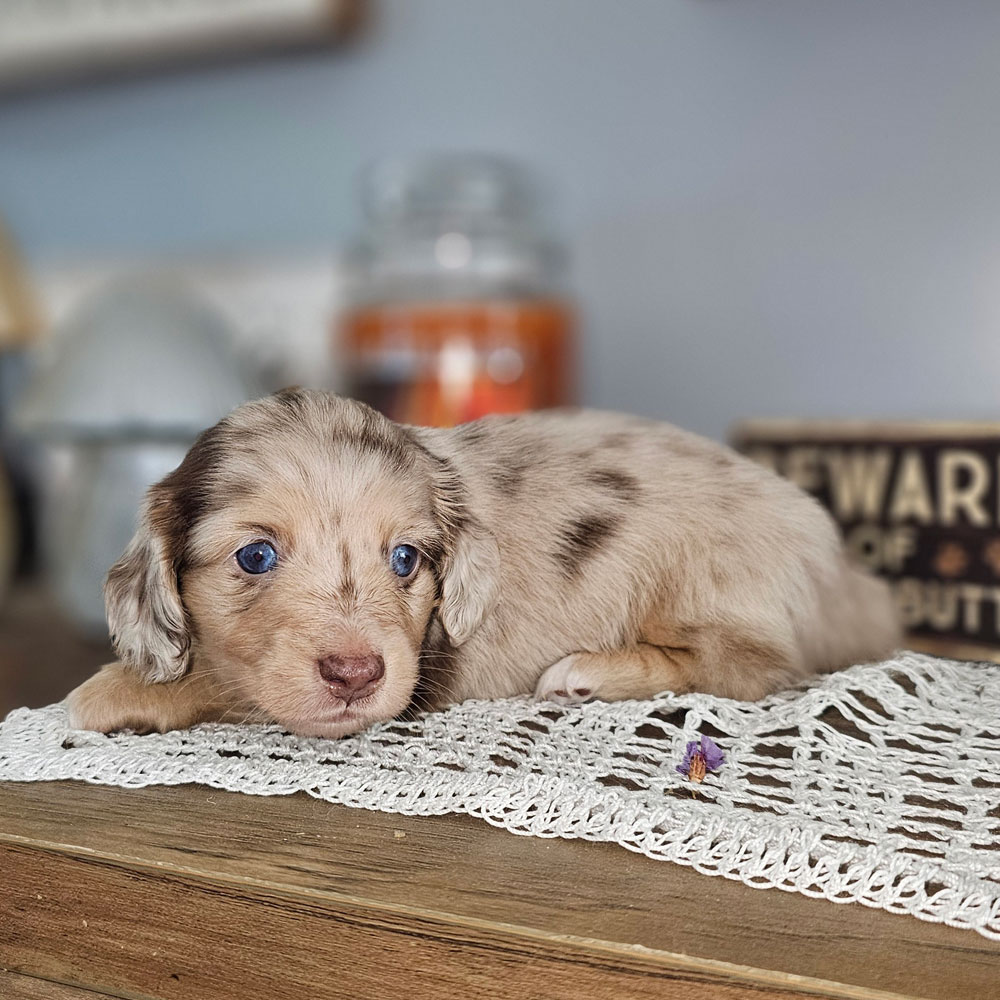 doxie puppy sitting on dresser