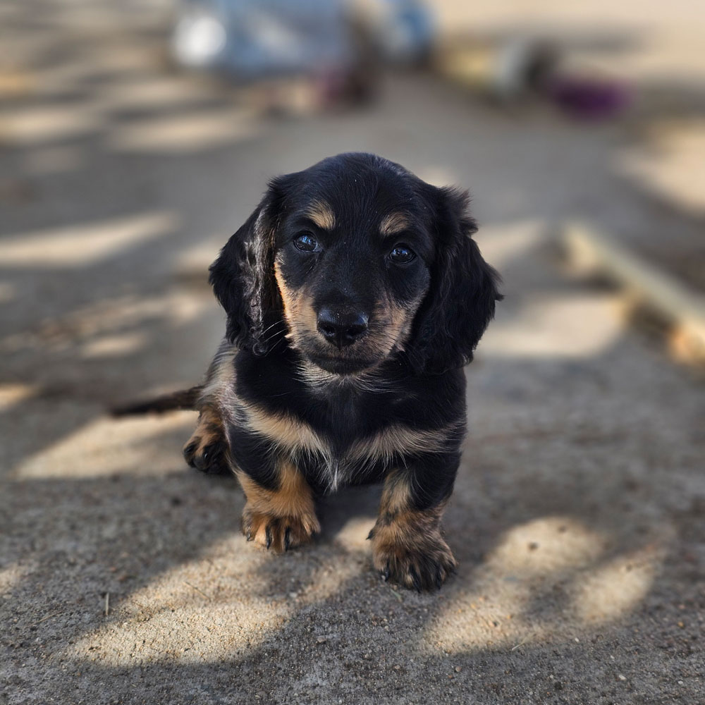 doxie puppy outside