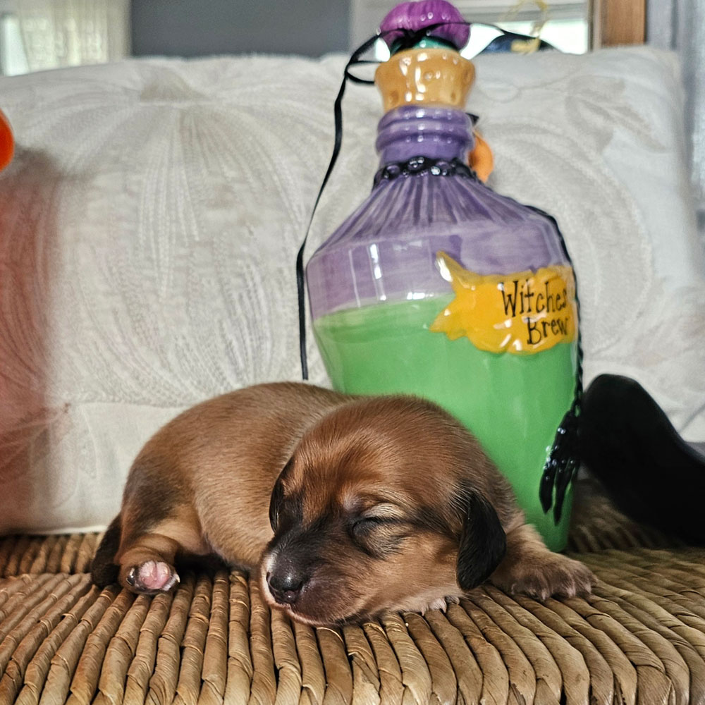 doxie puppy