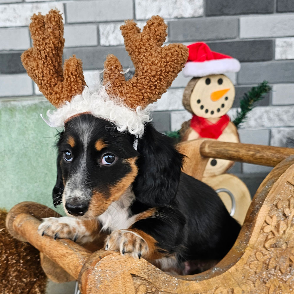 doxie puppy with holiday gear