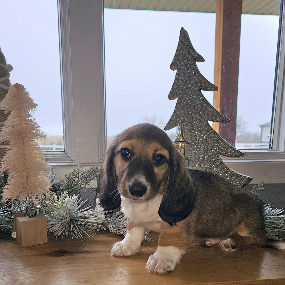 doxie puppy with holiday gear