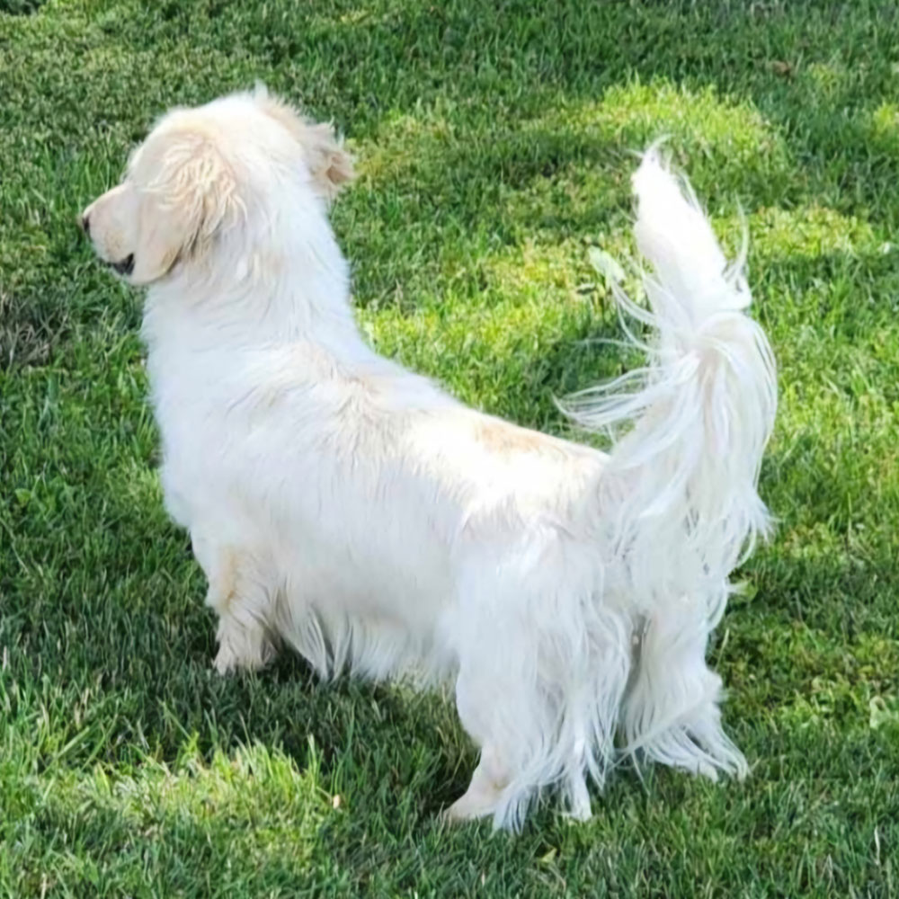 adult doxie in grass