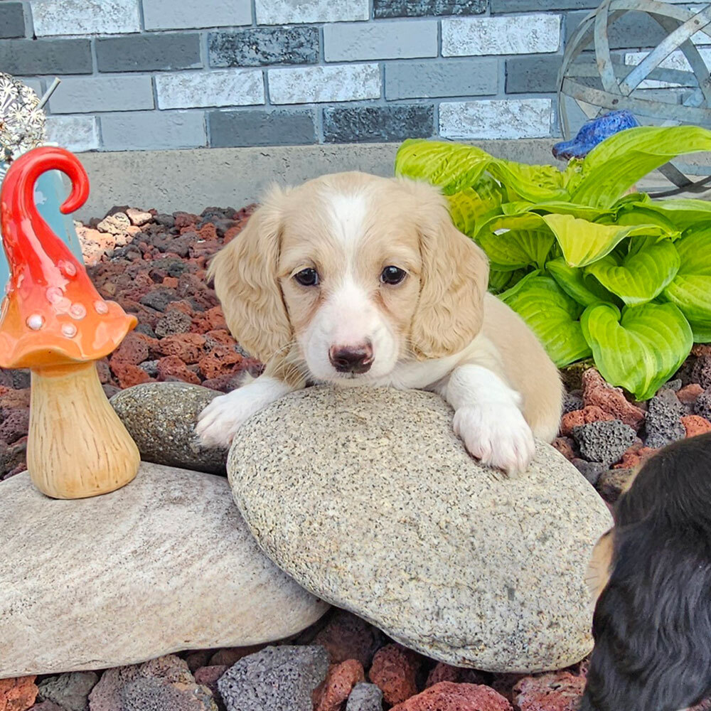 doxie puppy outside