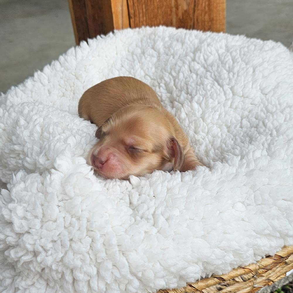 Dachsund puppy